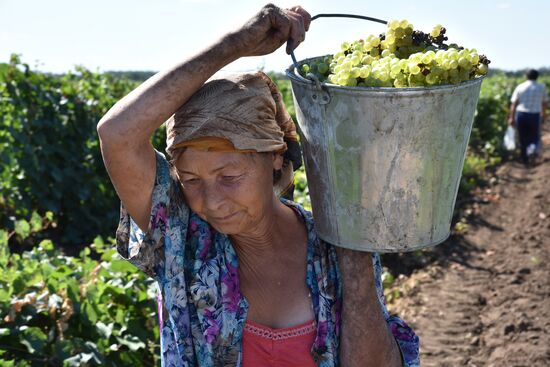 Winemaking in Rostov Region