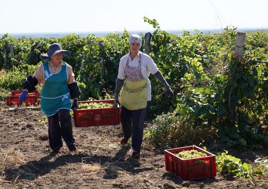Winemaking in Rostov Region