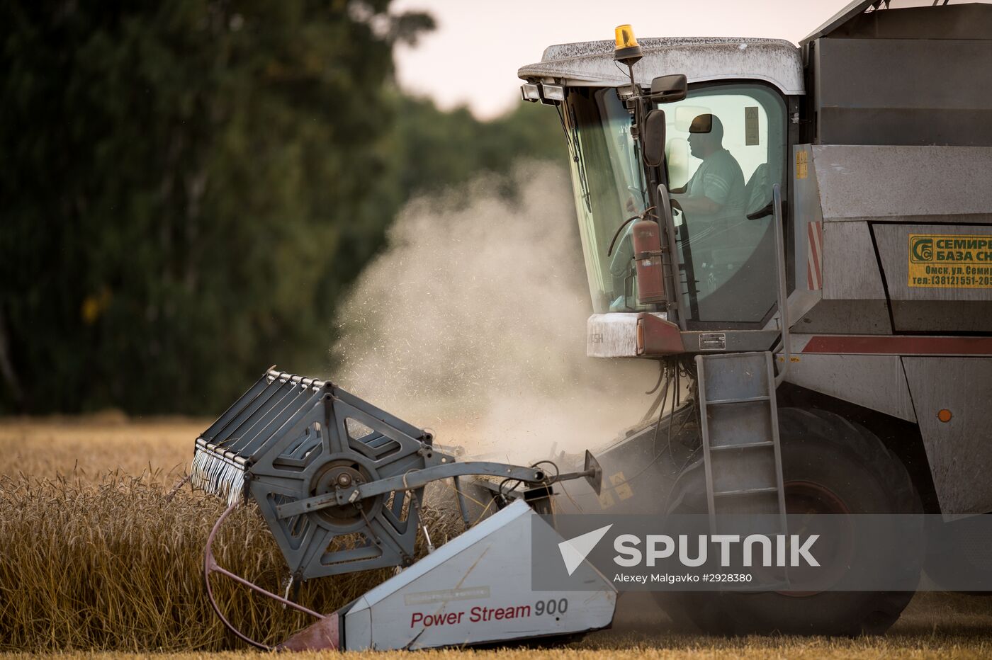 Harvesting wheat in Omsk region