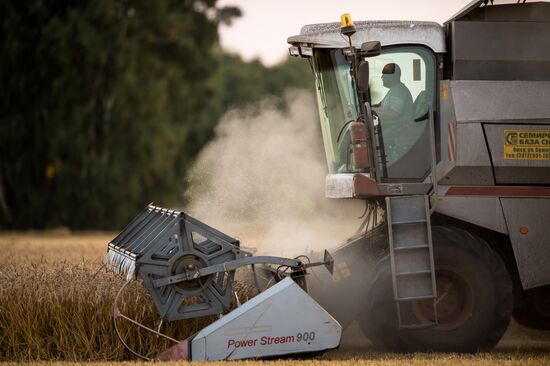 Harvesting wheat in Omsk region