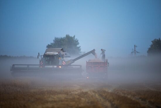 Wheat harvest in Omsk Region