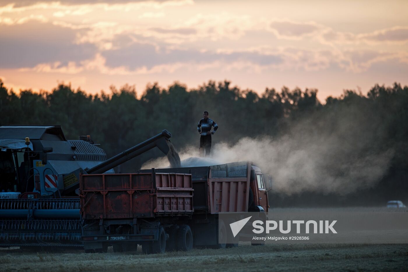 Wheat harvest in Omsk Region