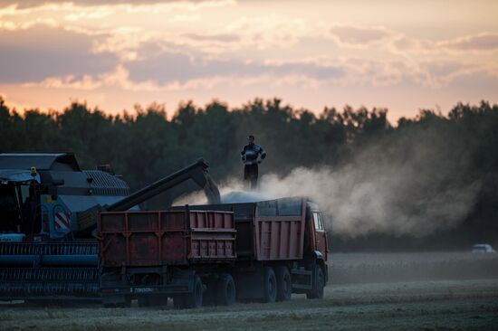 Wheat harvest in Omsk Region