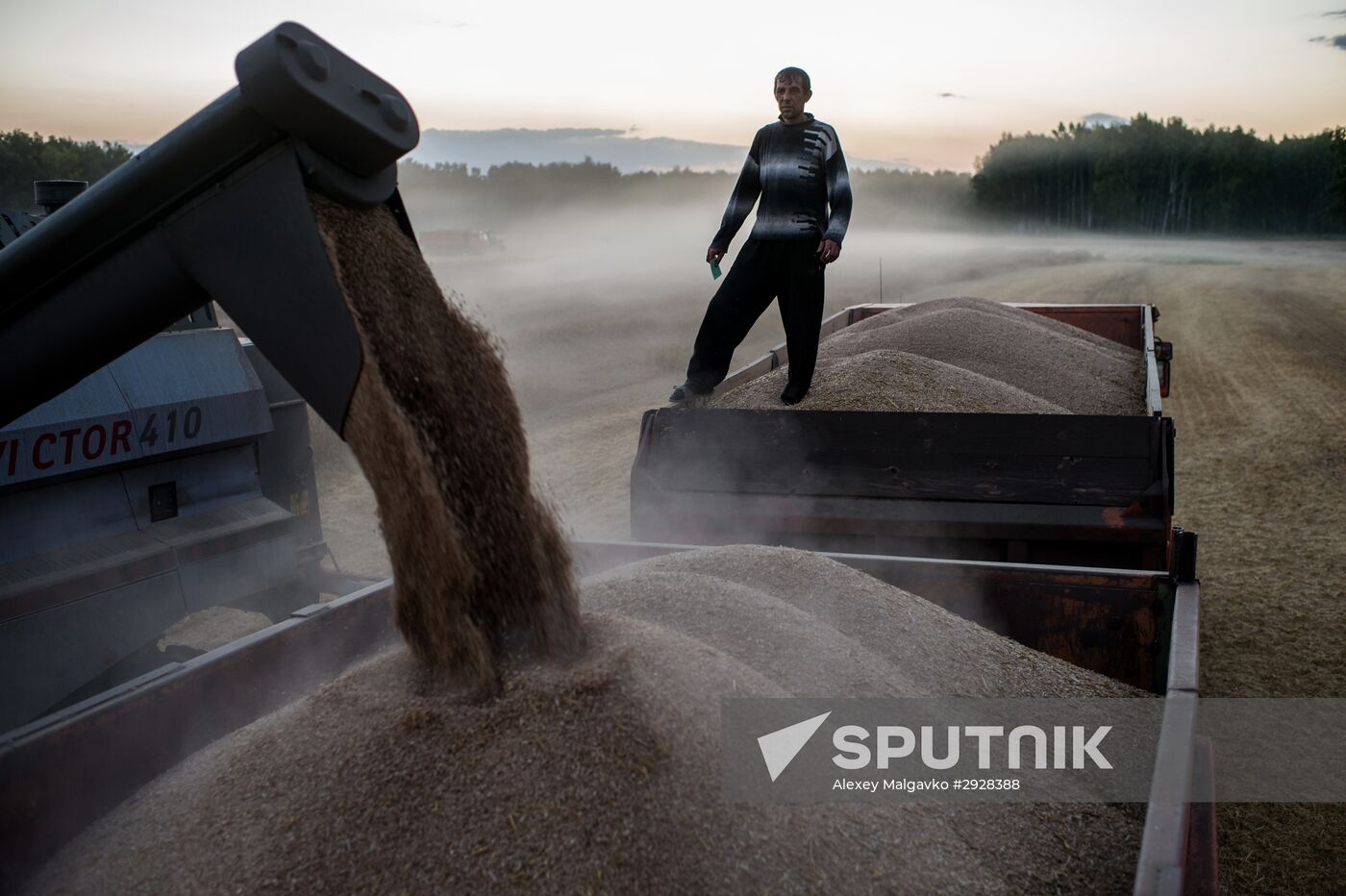 Wheat harvest in Omsk Region