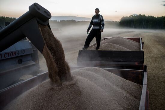 Wheat harvest in Omsk Region