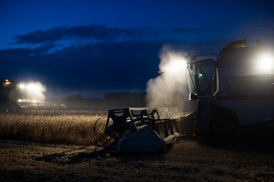 Wheat harvest in Omsk Region
