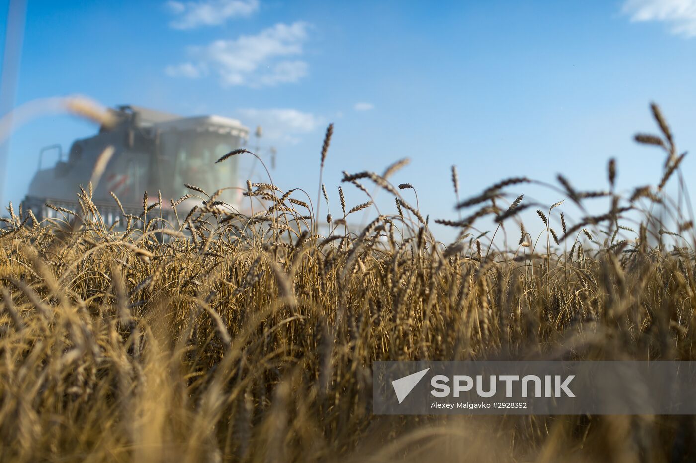 Wheat harvest in Omsk Region