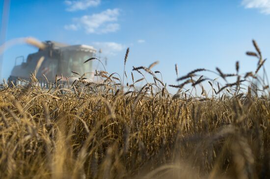 Wheat harvest in Omsk Region