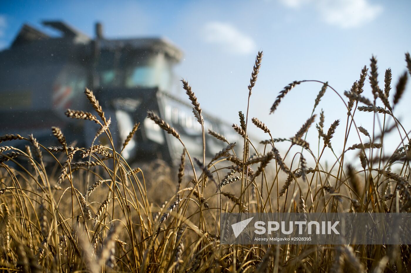 Wheat harvest in Omsk Region