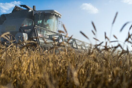 Wheat harvest in Omsk Region