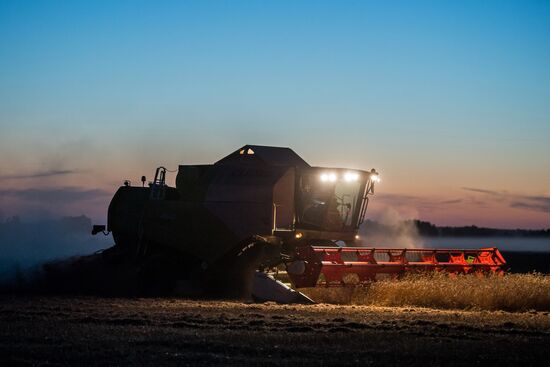 Wheat harvest in Omsk Region