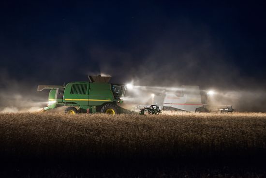 Wheat harvest in Omsk Region