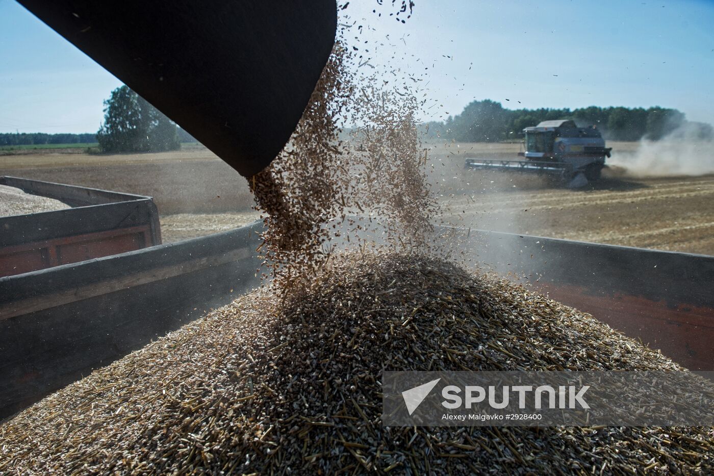 Wheat harvest in Omsk Region