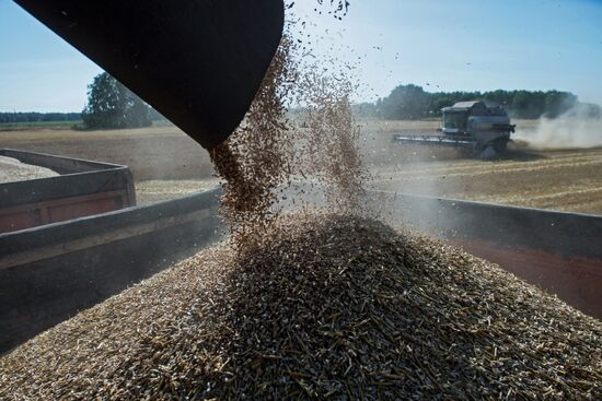 Wheat harvest in Omsk Region