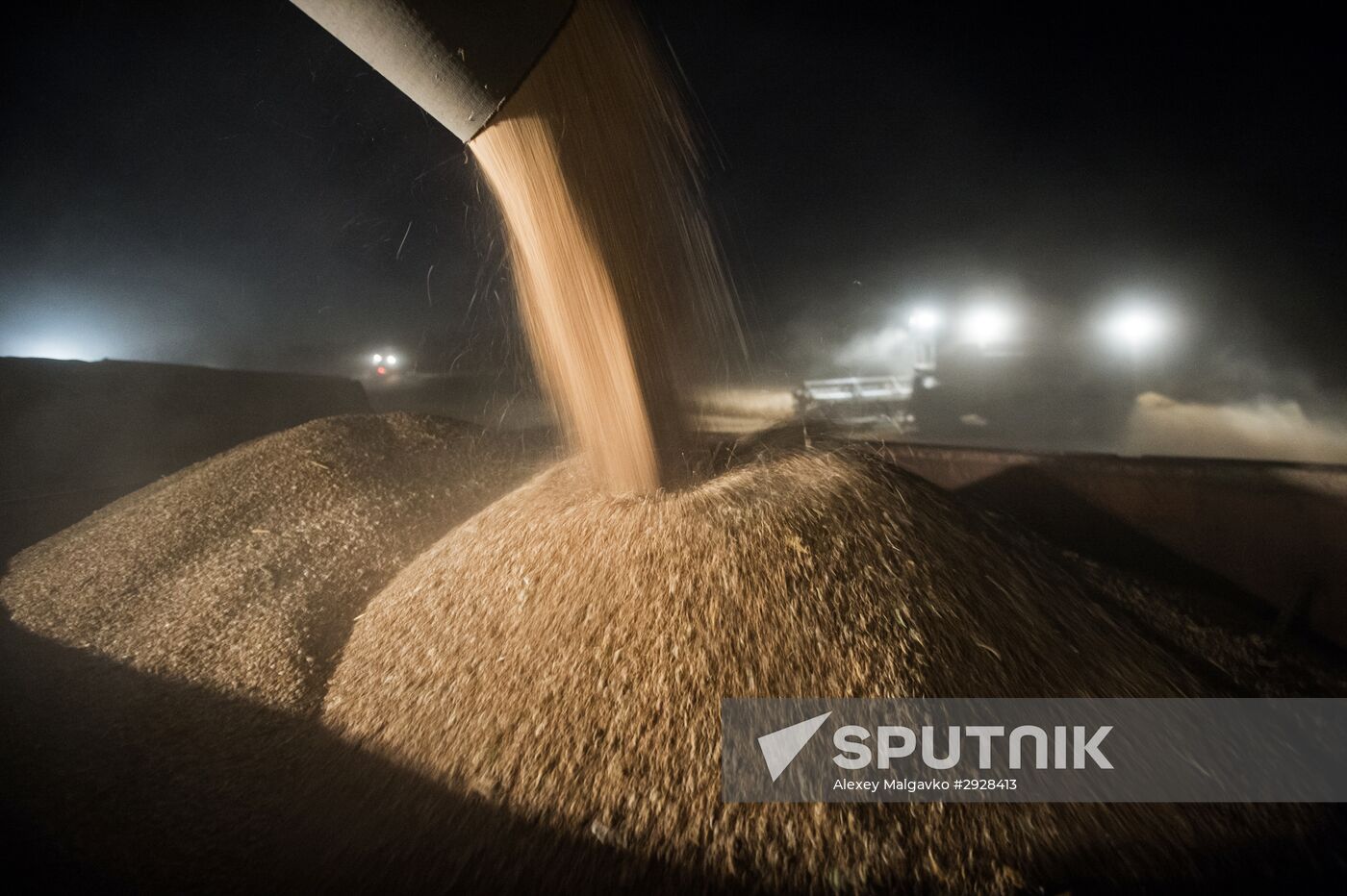 Wheat harvest in Omsk Region