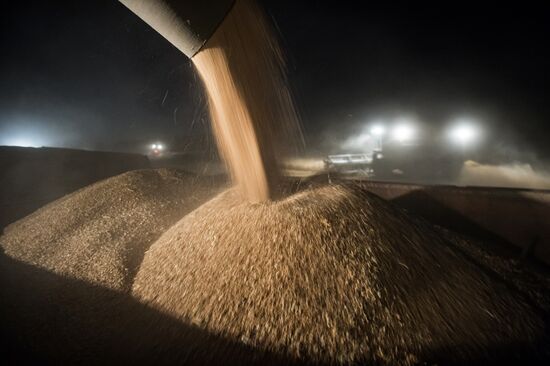 Wheat harvest in Omsk Region
