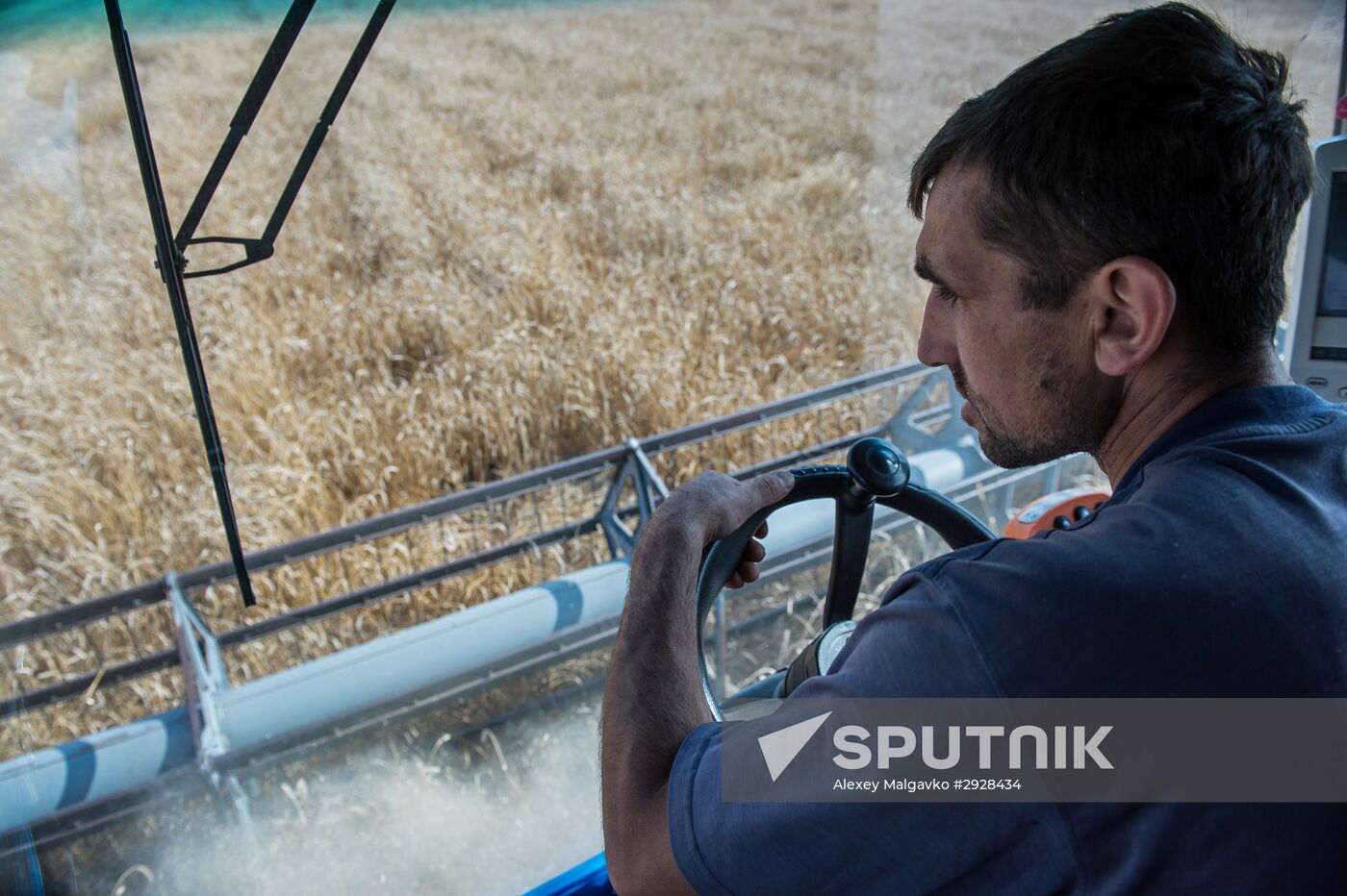 Wheat harvest in Omsk Region