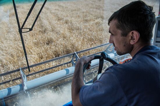 Wheat harvest in Omsk Region