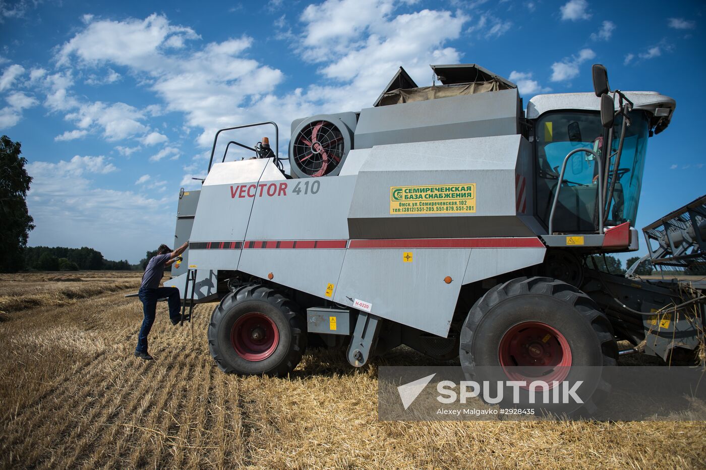 Wheat harvest in Omsk Region