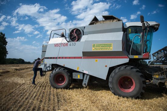 Wheat harvest in Omsk Region