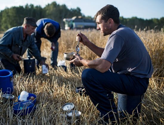 Wheat harvest in Omsk Region