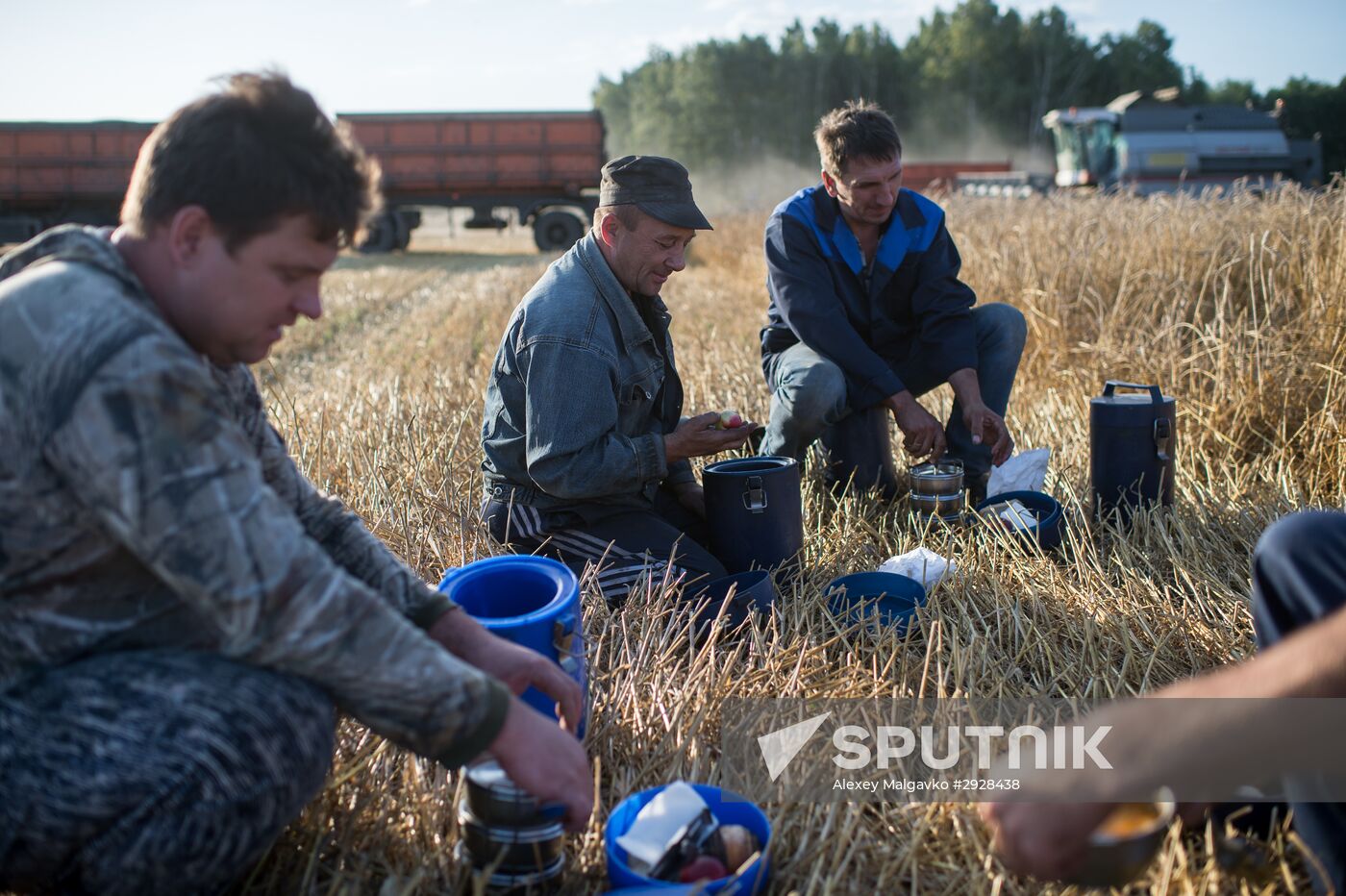 Wheat harvest in Omsk Region