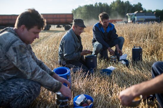 Wheat harvest in Omsk Region