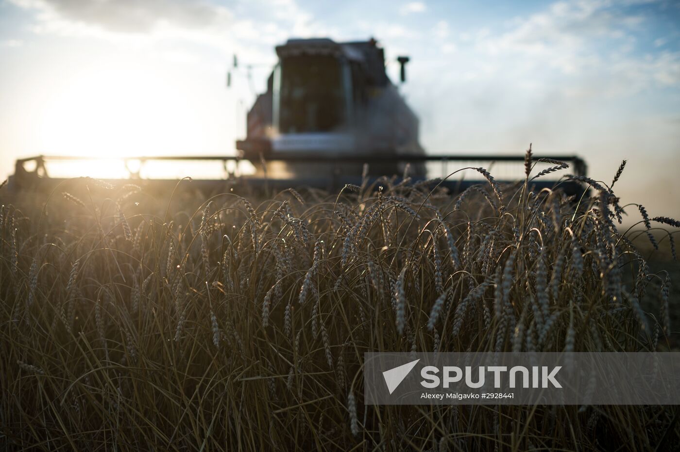 Harvesting wheat in Omsk region