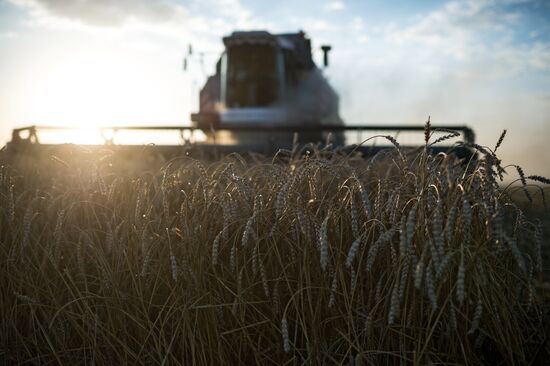 Harvesting wheat in Omsk region