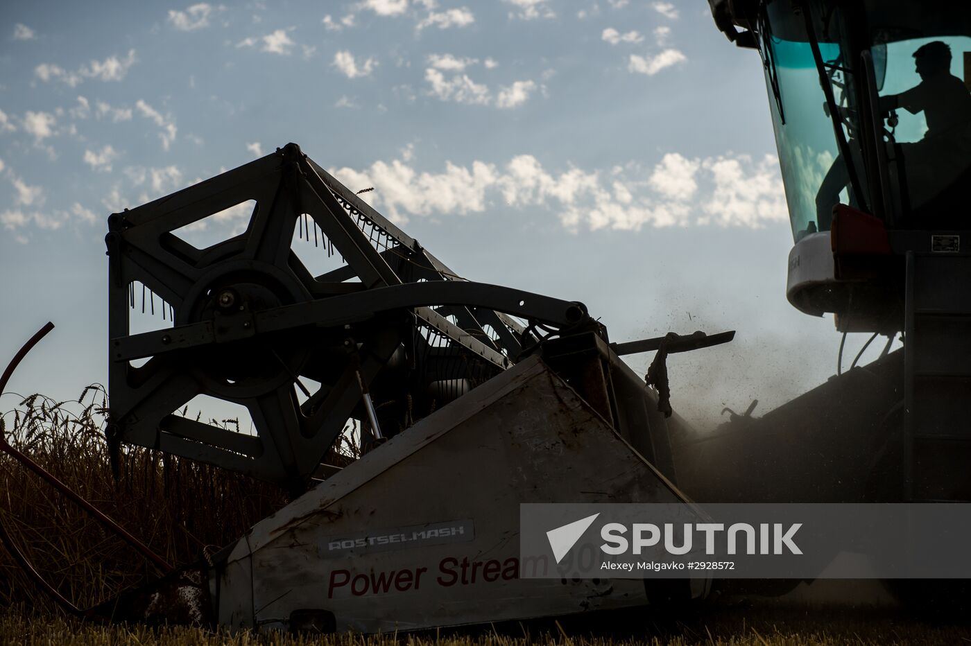 Wheat harvest in Omsk Region