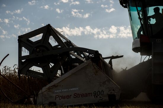 Wheat harvest in Omsk Region