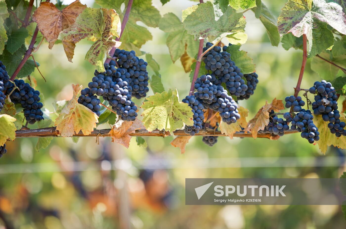 UPPA Winery in Crimea