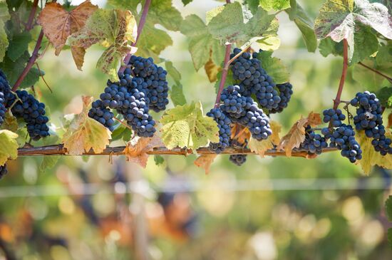 UPPA Winery in Crimea