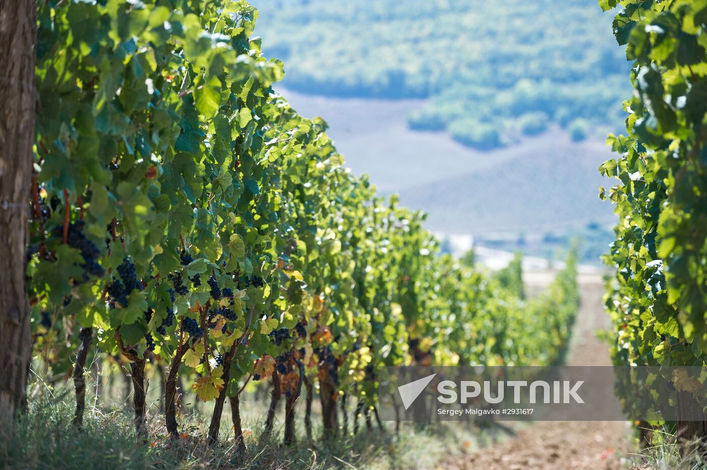 UPPA Winery in Crimea