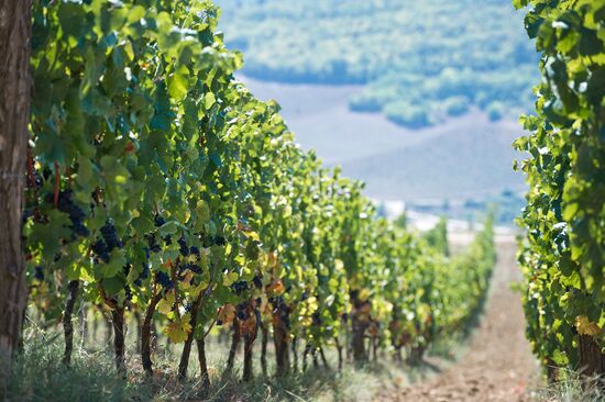 UPPA Winery in Crimea