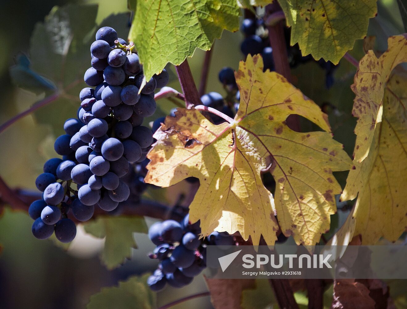 UPPA Winery in Crimea