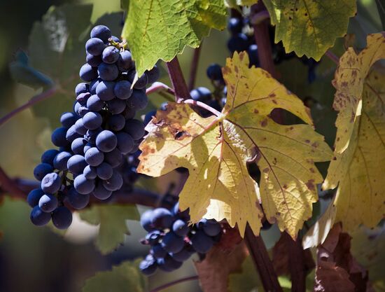 UPPA Winery in Crimea