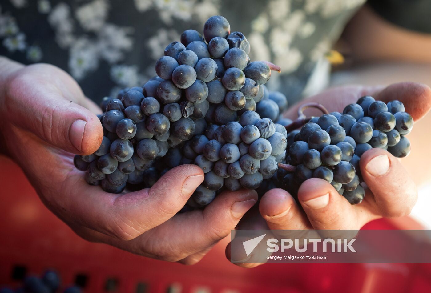 UPPA Winery in Crimea