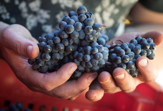UPPA Winery in Crimea