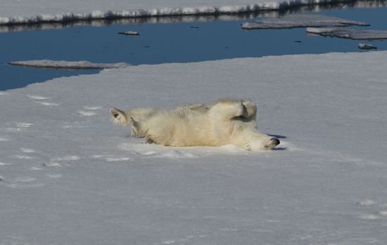 Russian Arctic National Park expedition