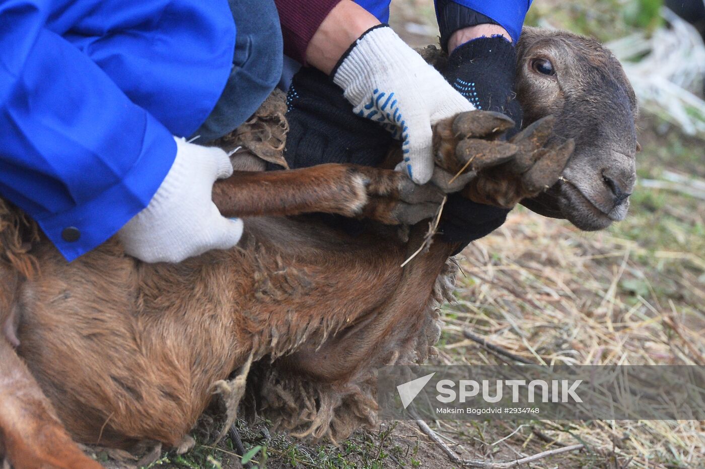 Celebrating Kurban Bayram in Russia