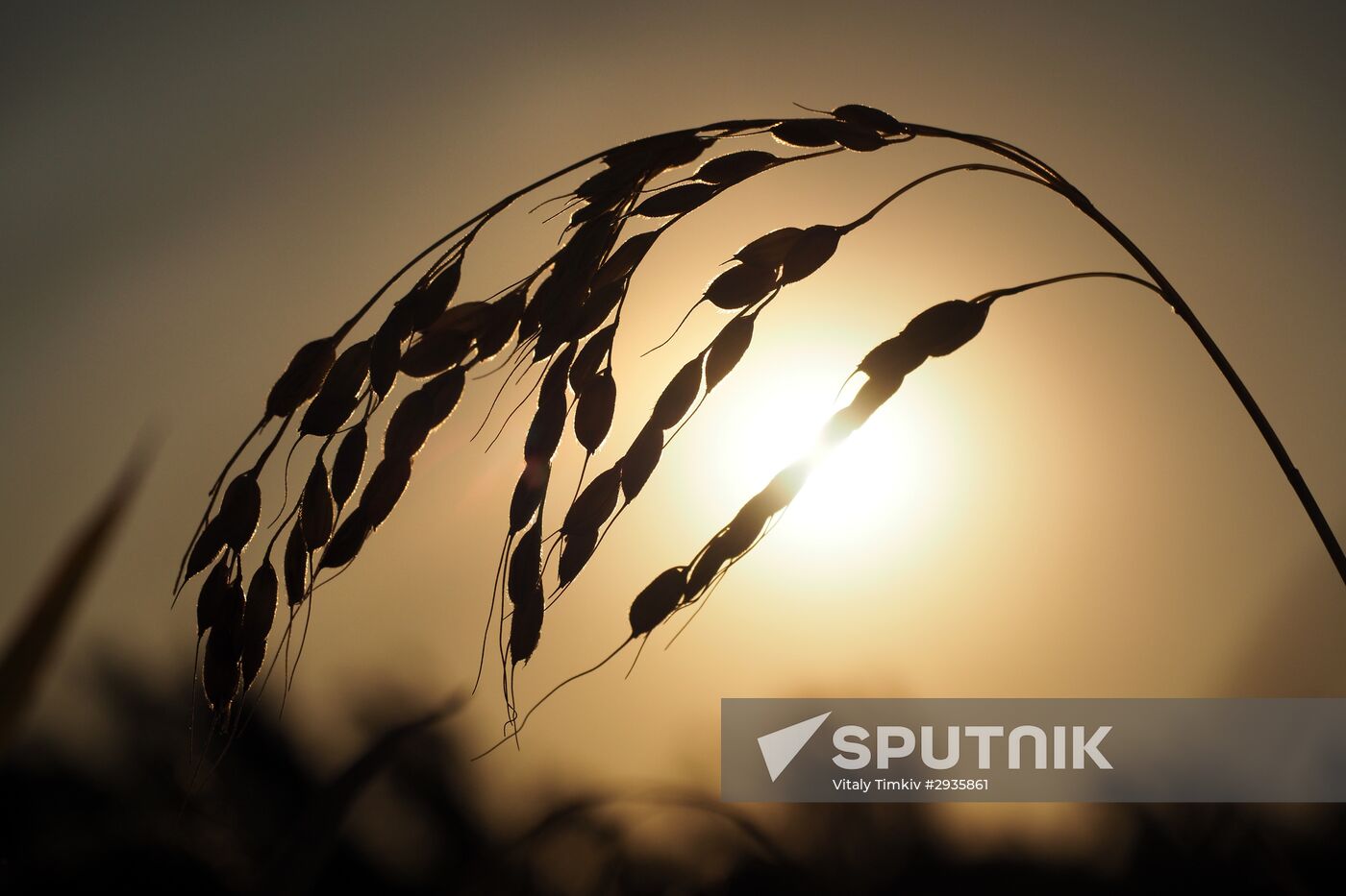 Rice harvest in Krasnodar Territory