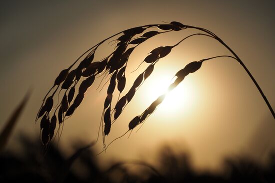 Rice harvest in Krasnodar Territory