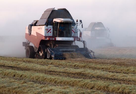 Rice harvest in Krasnodar Territory