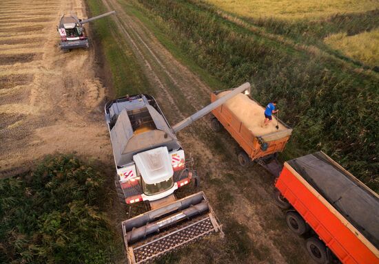 Rice harvest in Krasnodar Territory
