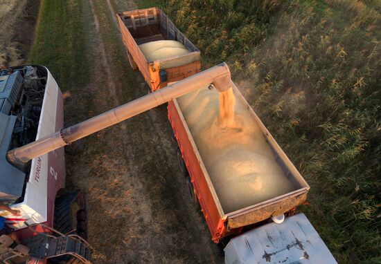 Rice harvest in Krasnodar Territory