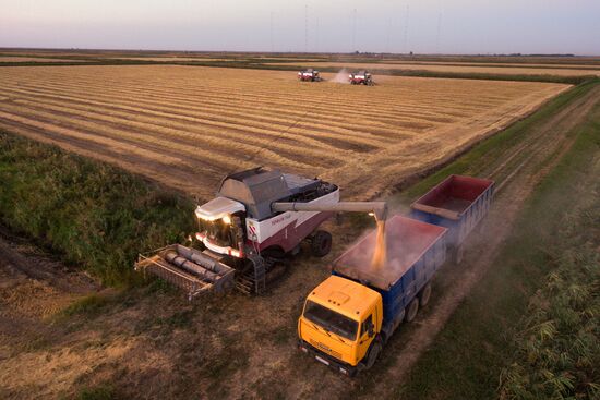 Rice harvest in Krasnodar Territory