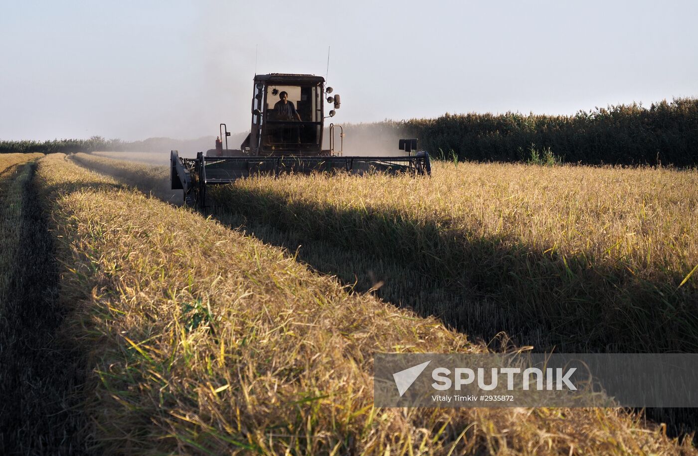 Rice harvest in Krasnodar Territory