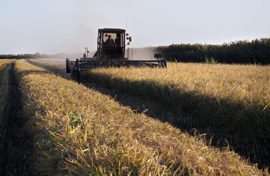 Rice harvest in Krasnodar Territory
