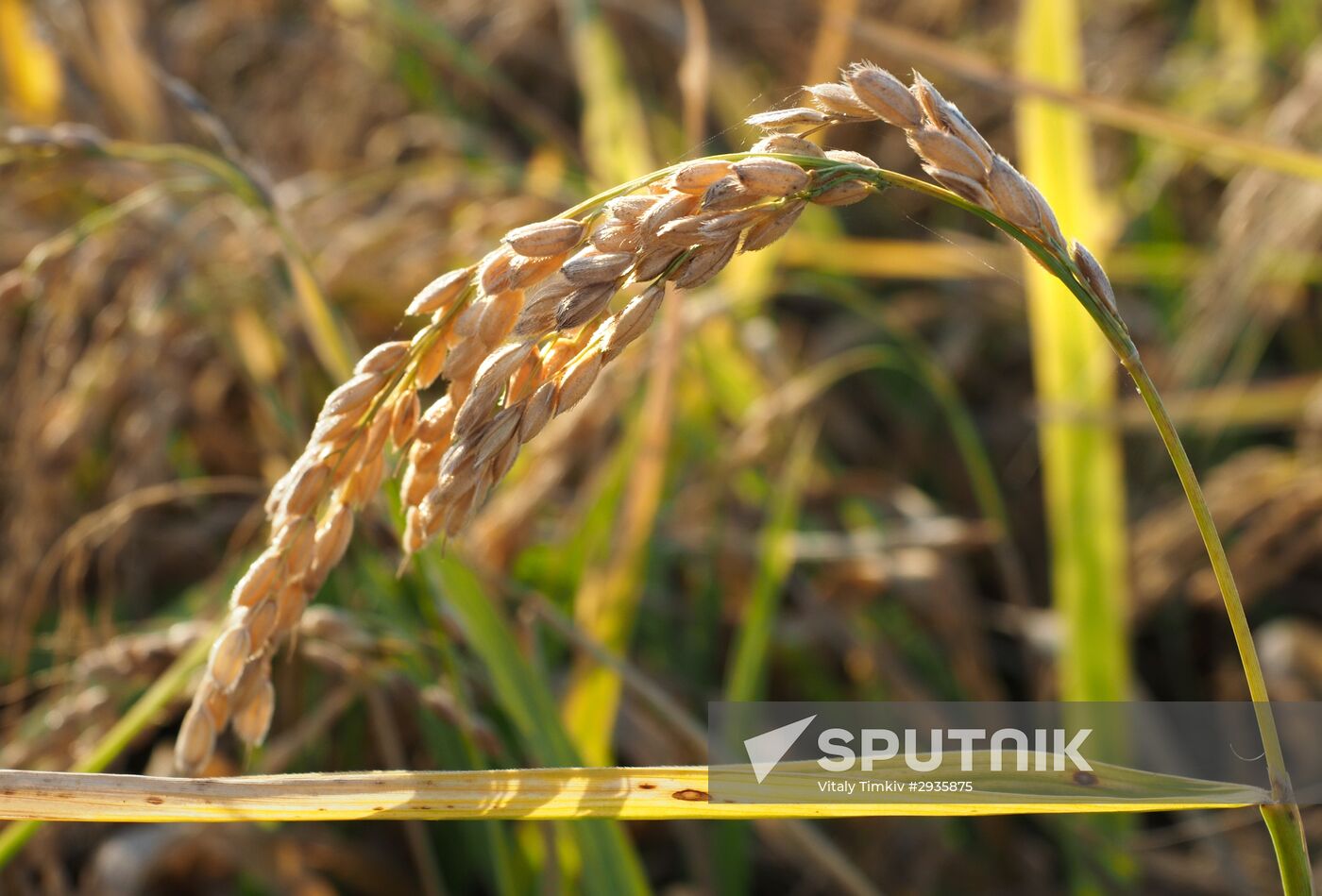 Rice harvest in Krasnodar Territory